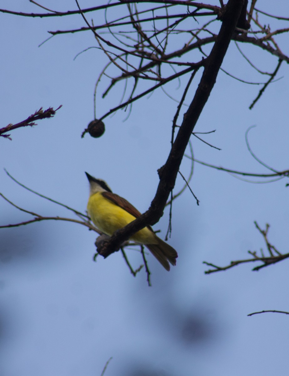 Great Kiskadee - ML611823880