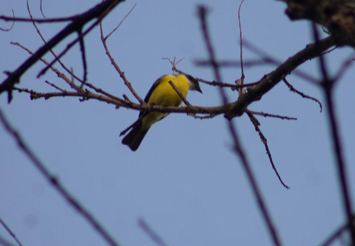 Social Flycatcher - ML611823885