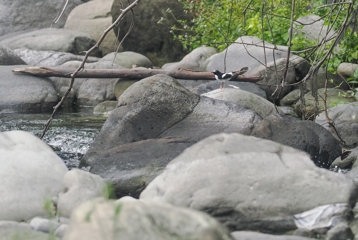 Black-backed Forktail - ML611823941