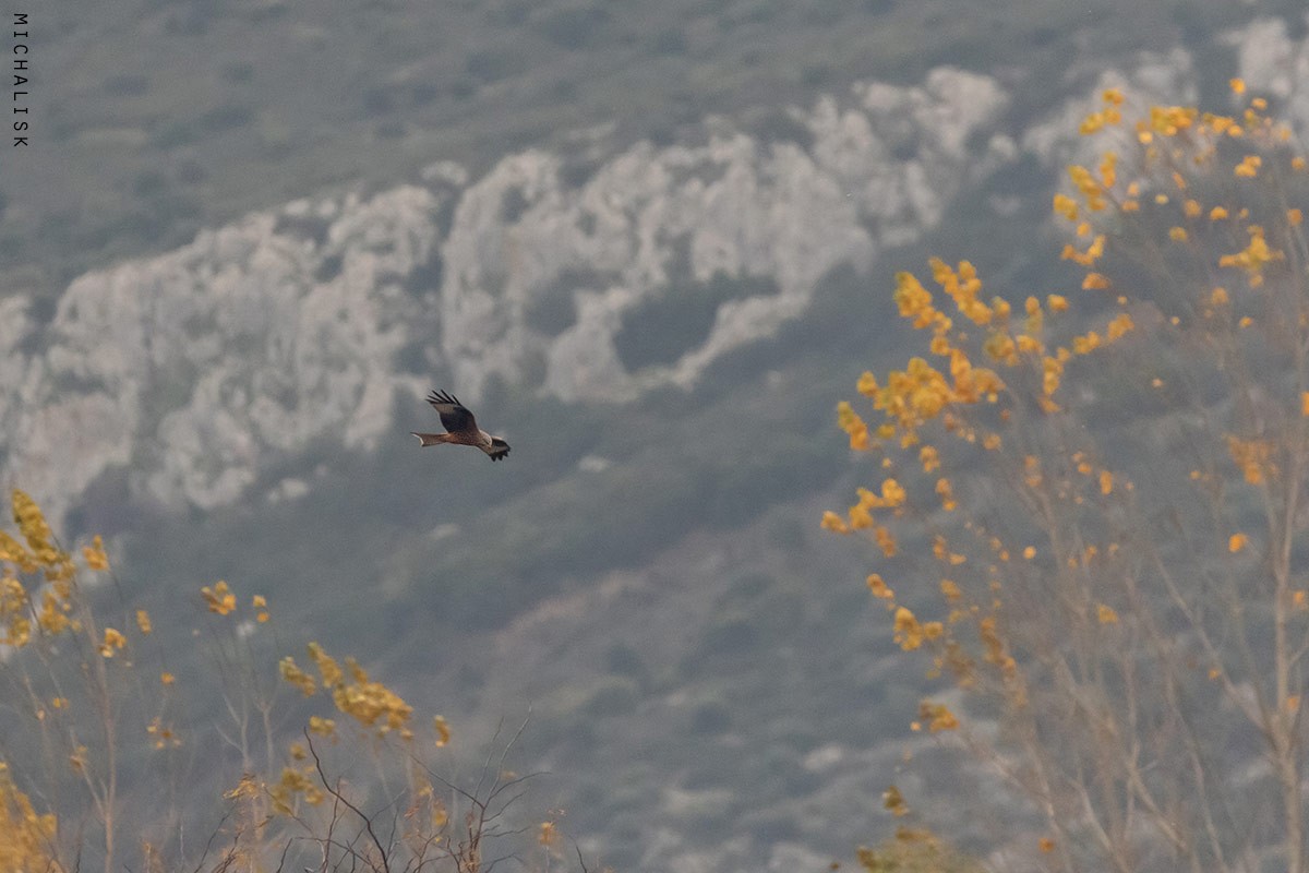 Red Kite - Sterna hirundo