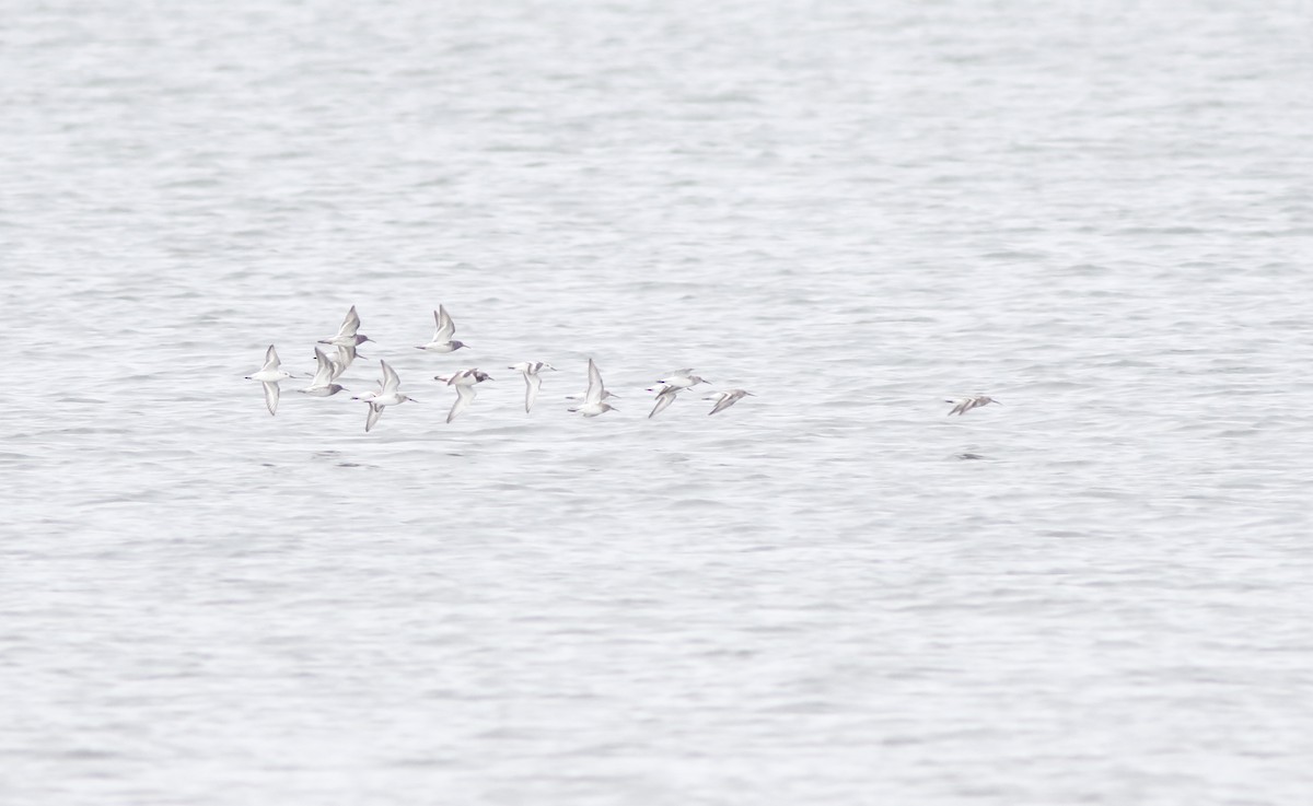 Purple Sandpiper - ML611824072