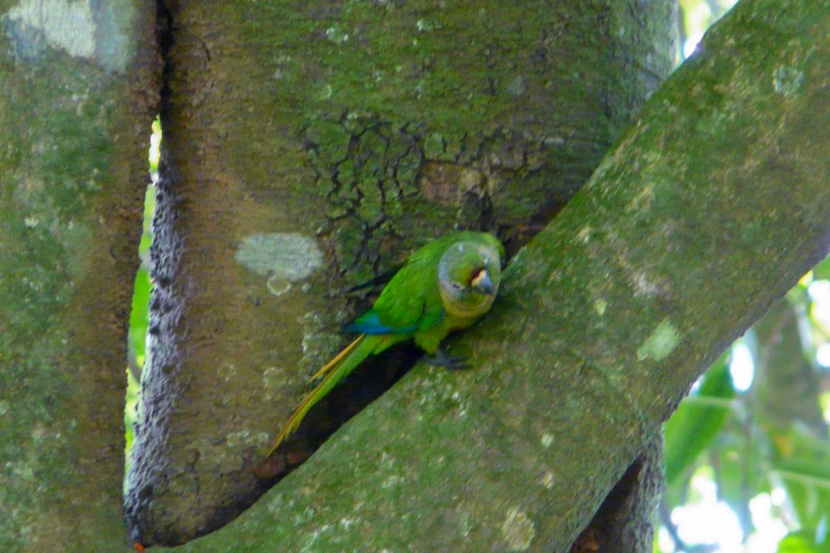 Maroon-bellied Parakeet (Maroon-tailed) - Tommy Pedersen