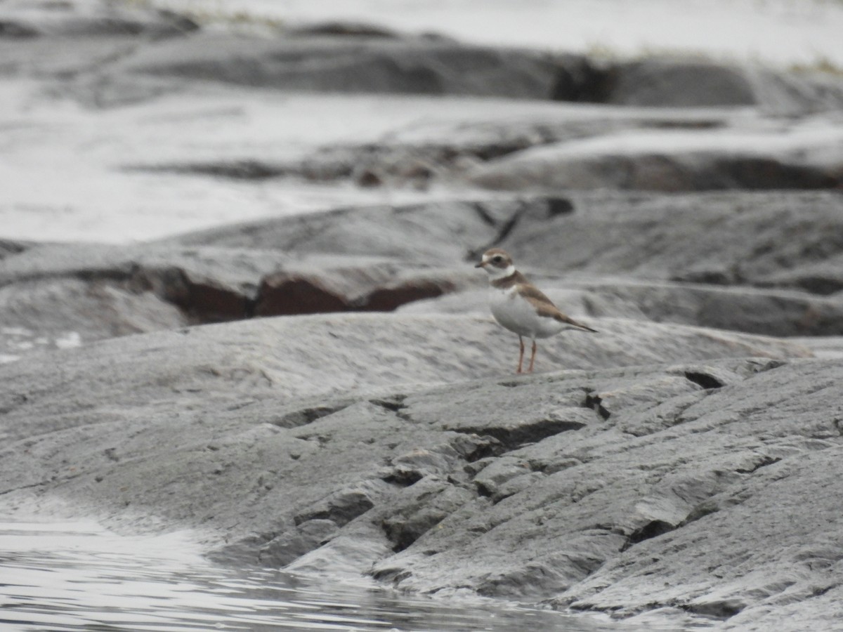 Semipalmated Plover - ML611824147
