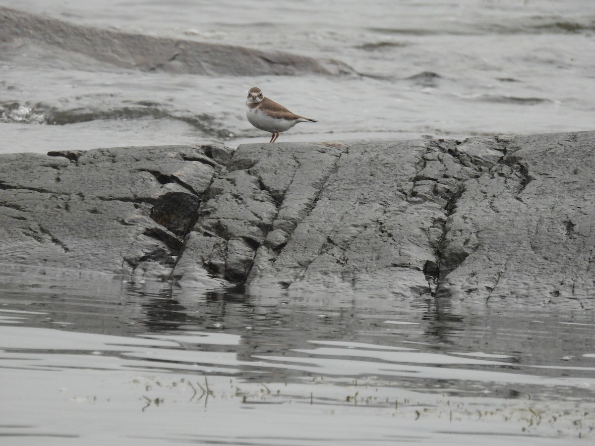 Semipalmated Plover - ML611824148