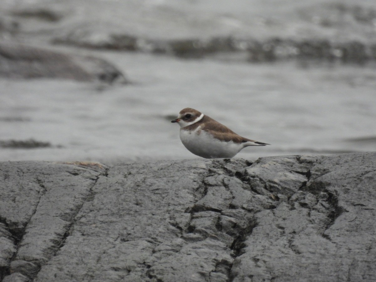 Semipalmated Plover - ML611824149