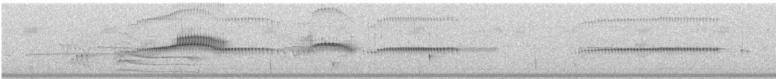 Plain Tyrannulet - ML611824206