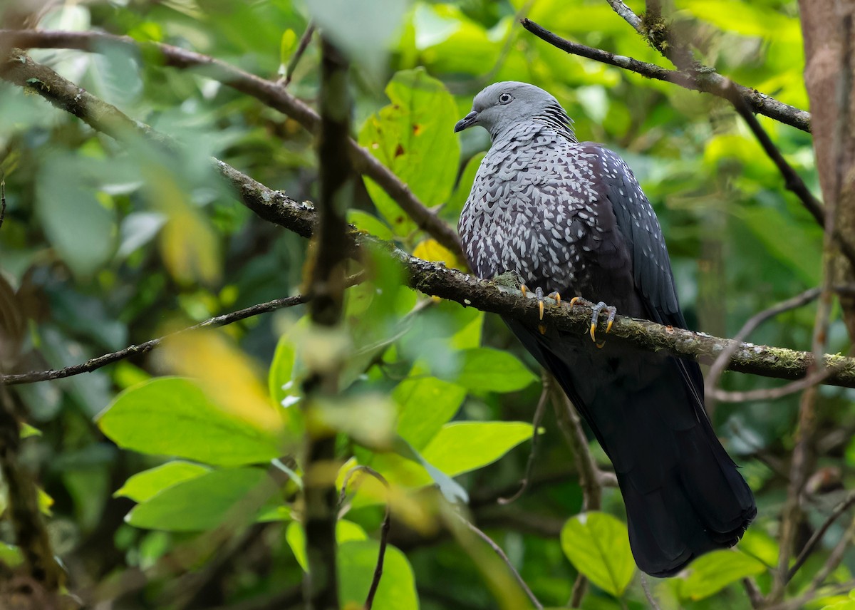 Speckled Wood-Pigeon - Ayuwat Jearwattanakanok