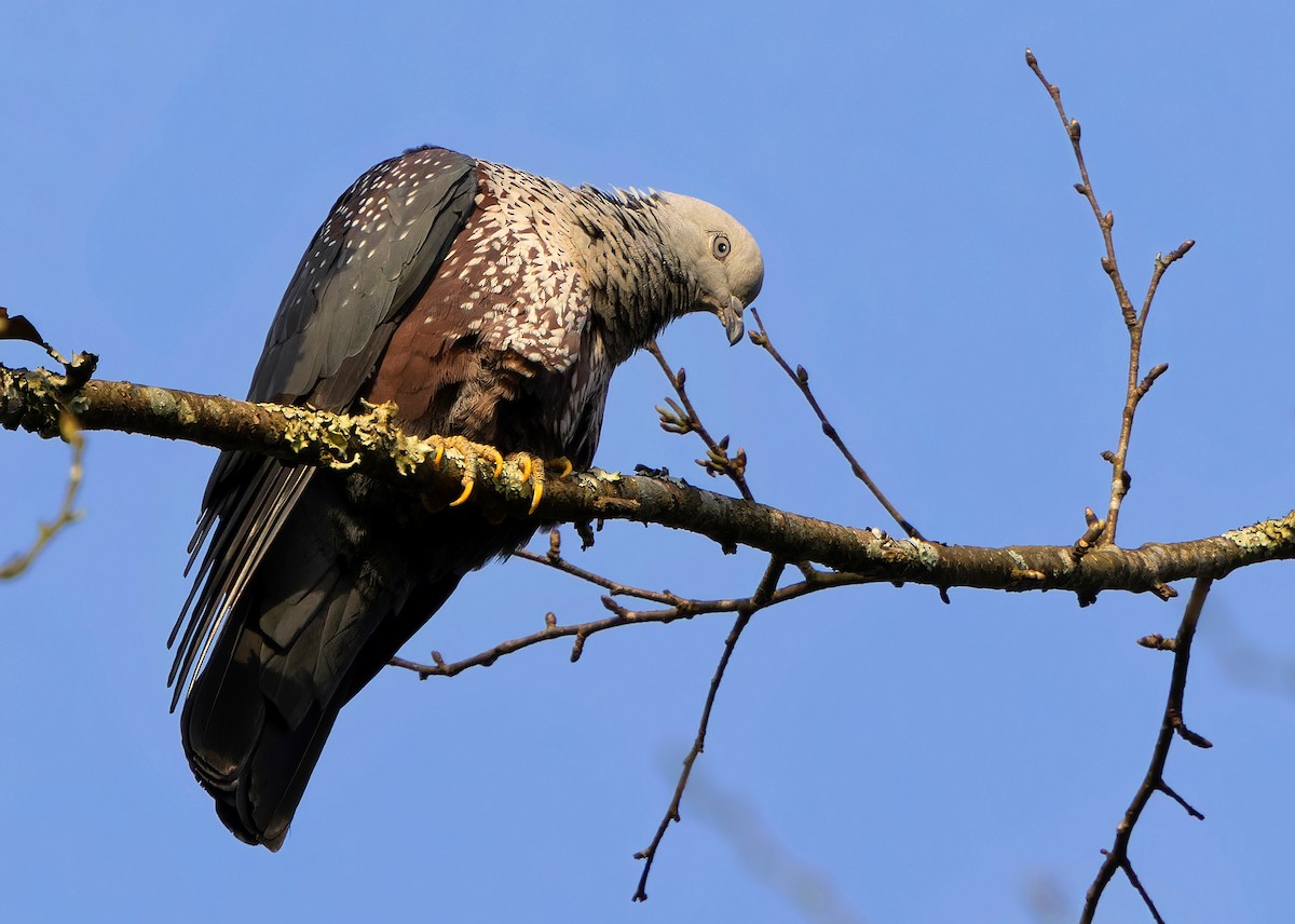 Speckled Wood-Pigeon - ML611824270