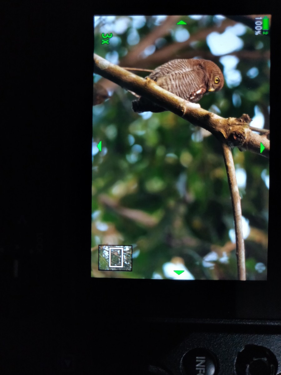 Jungle Owlet - ML611824316