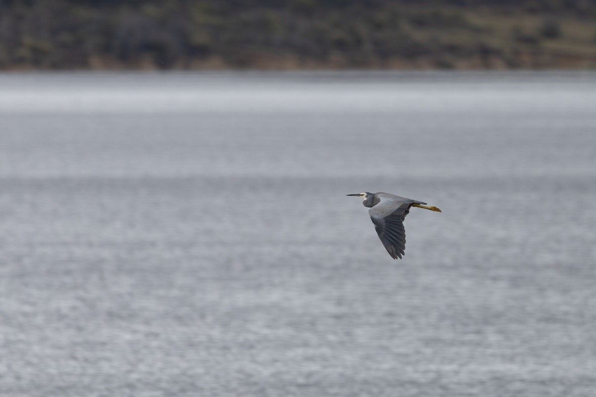 White-faced Heron - Nathan Bartlett