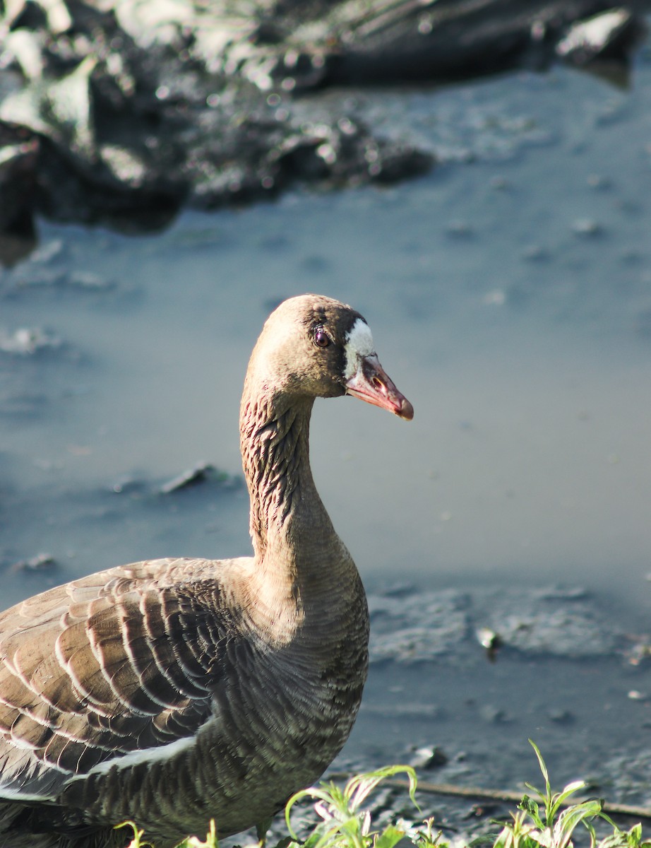 Greater White-fronted Goose - ML611824345