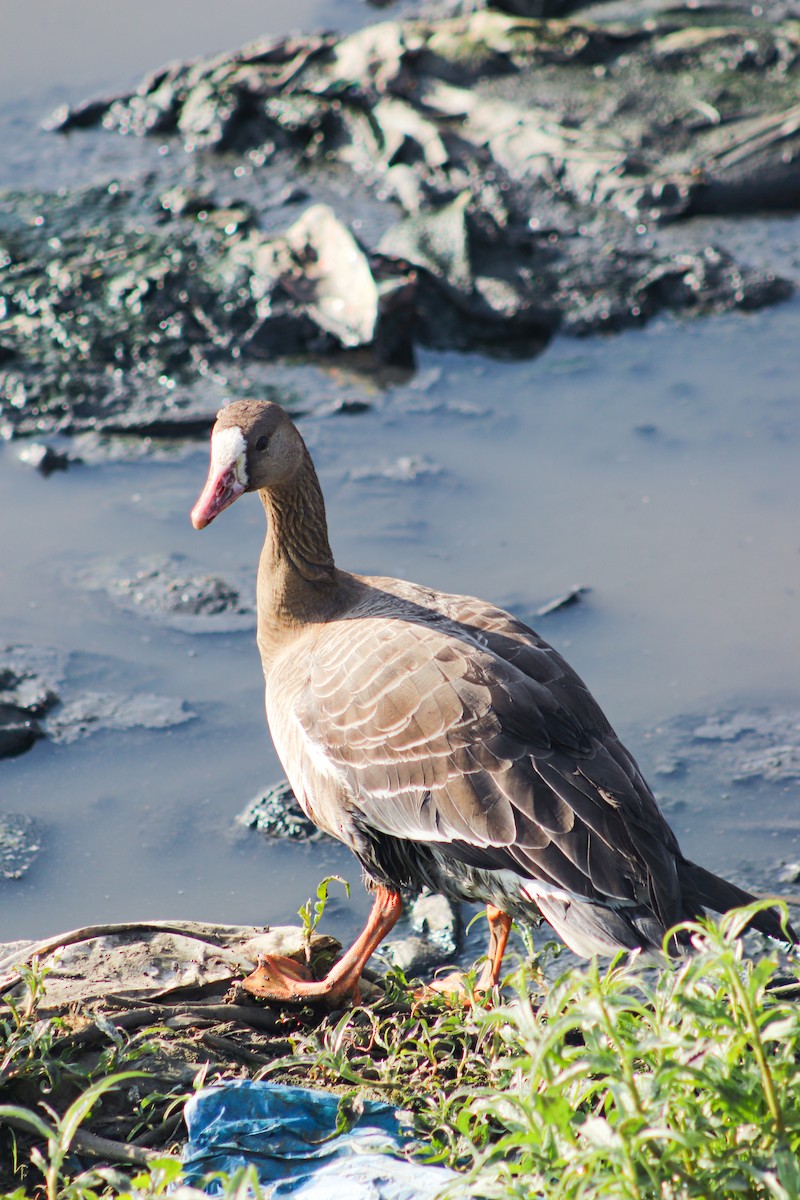 Greater White-fronted Goose - ML611824346
