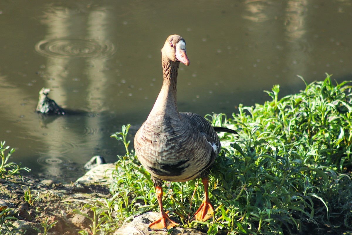 Greater White-fronted Goose - ML611824347