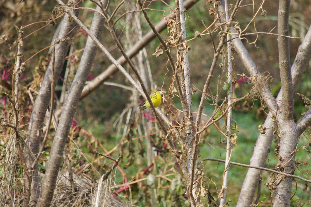 Prairie Warbler - ML611824357