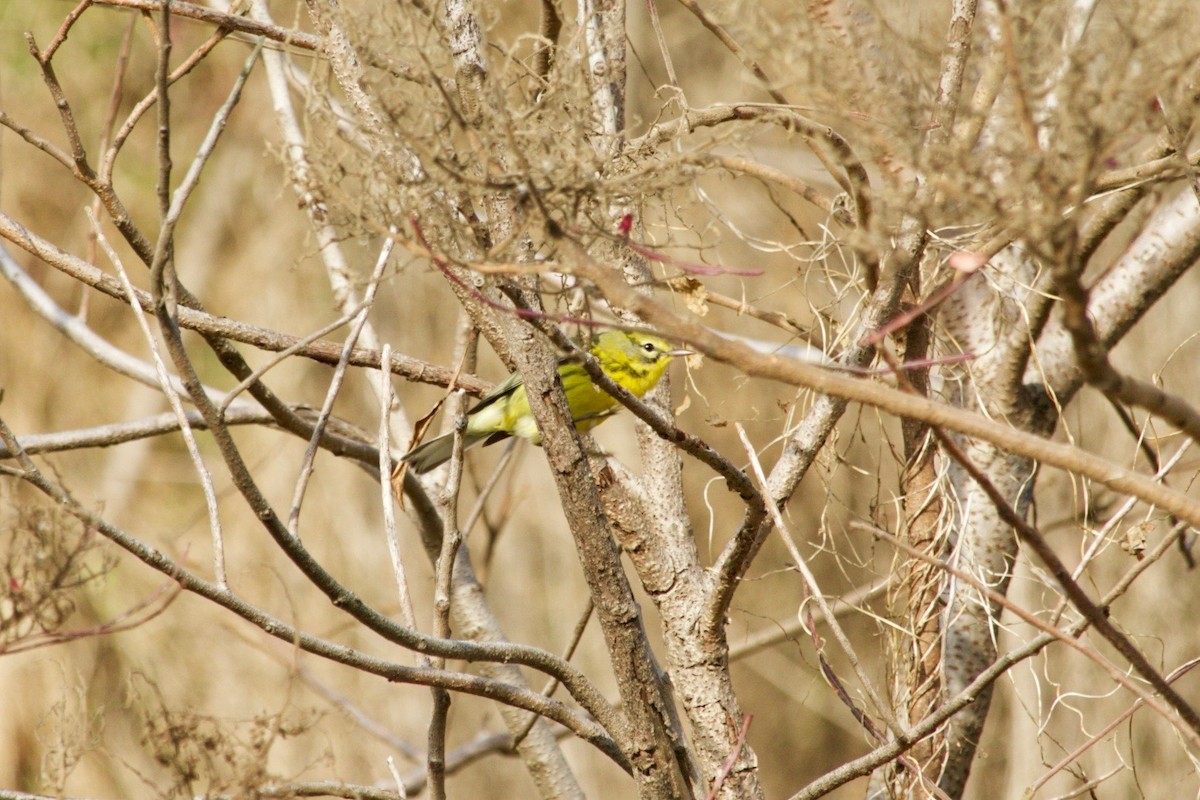 Prairie Warbler - Loyan Beausoleil