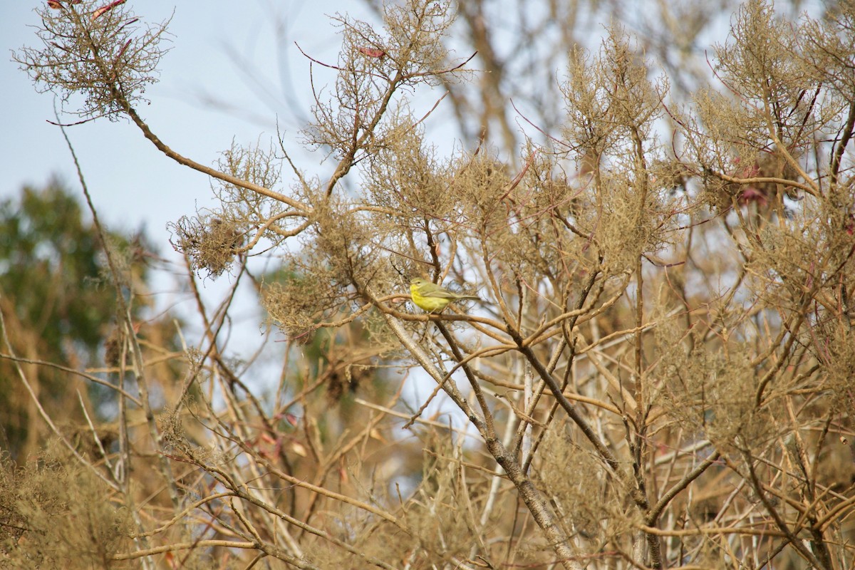 Prairie Warbler - Loyan Beausoleil