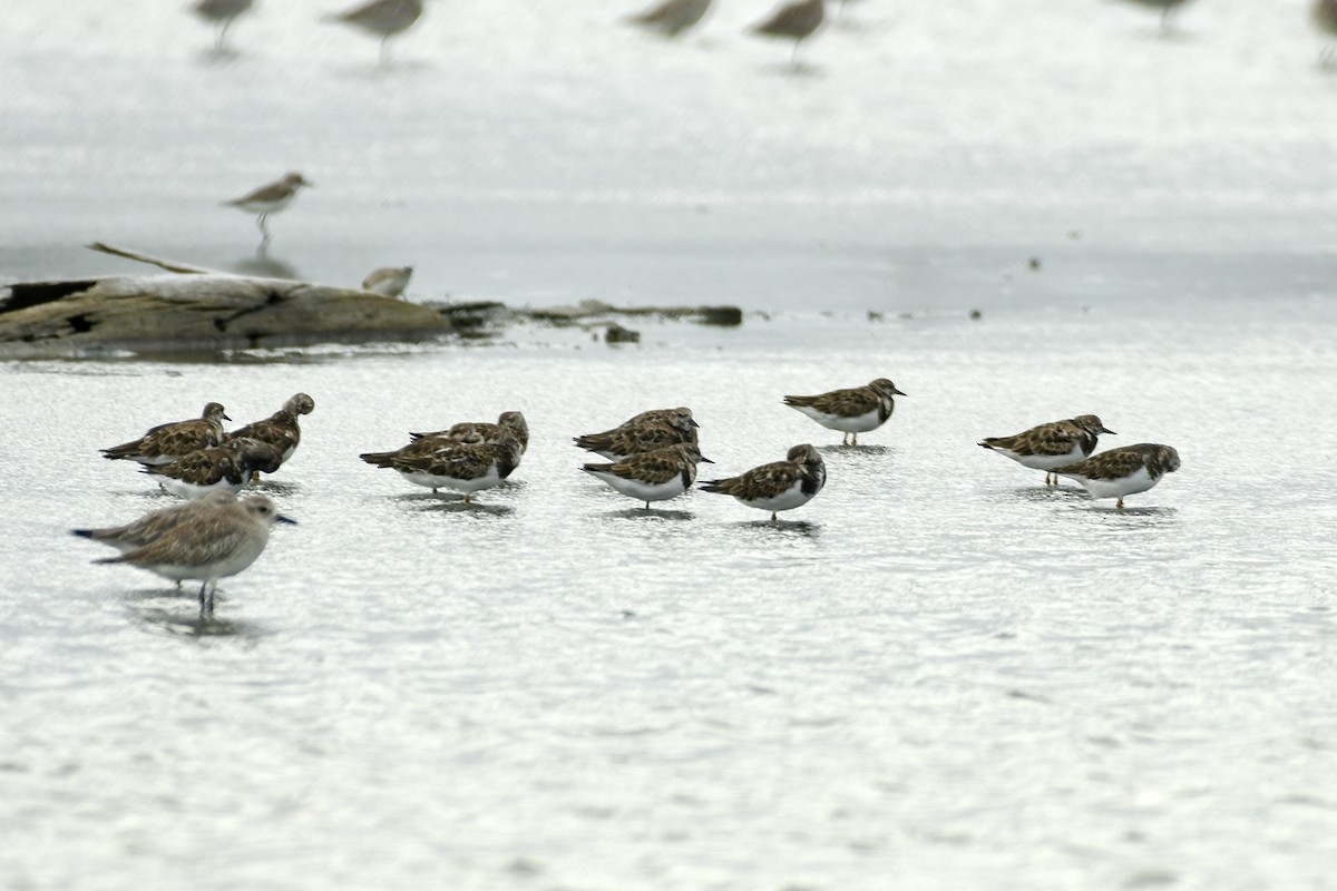 Ruddy Turnstone - ML611824383