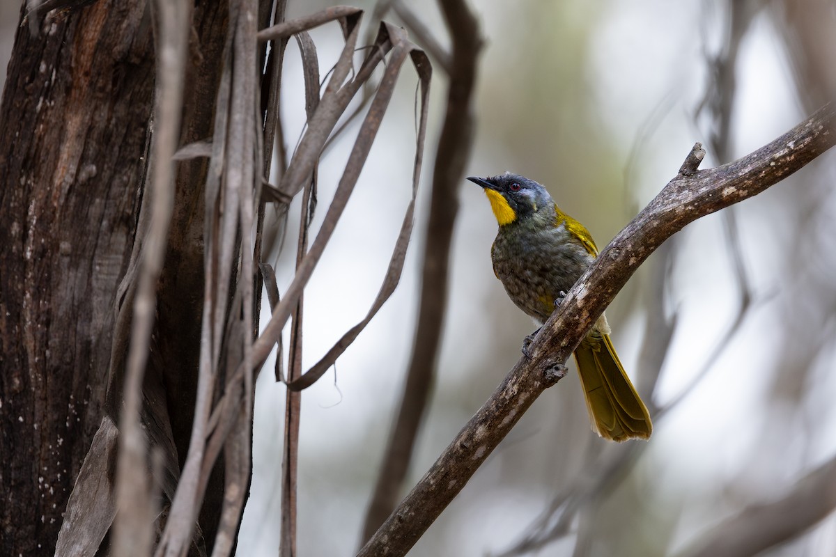 Yellow-throated Honeyeater - ML611824481