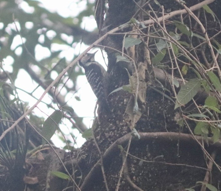 Brown-fronted Woodpecker - Sanket Raut