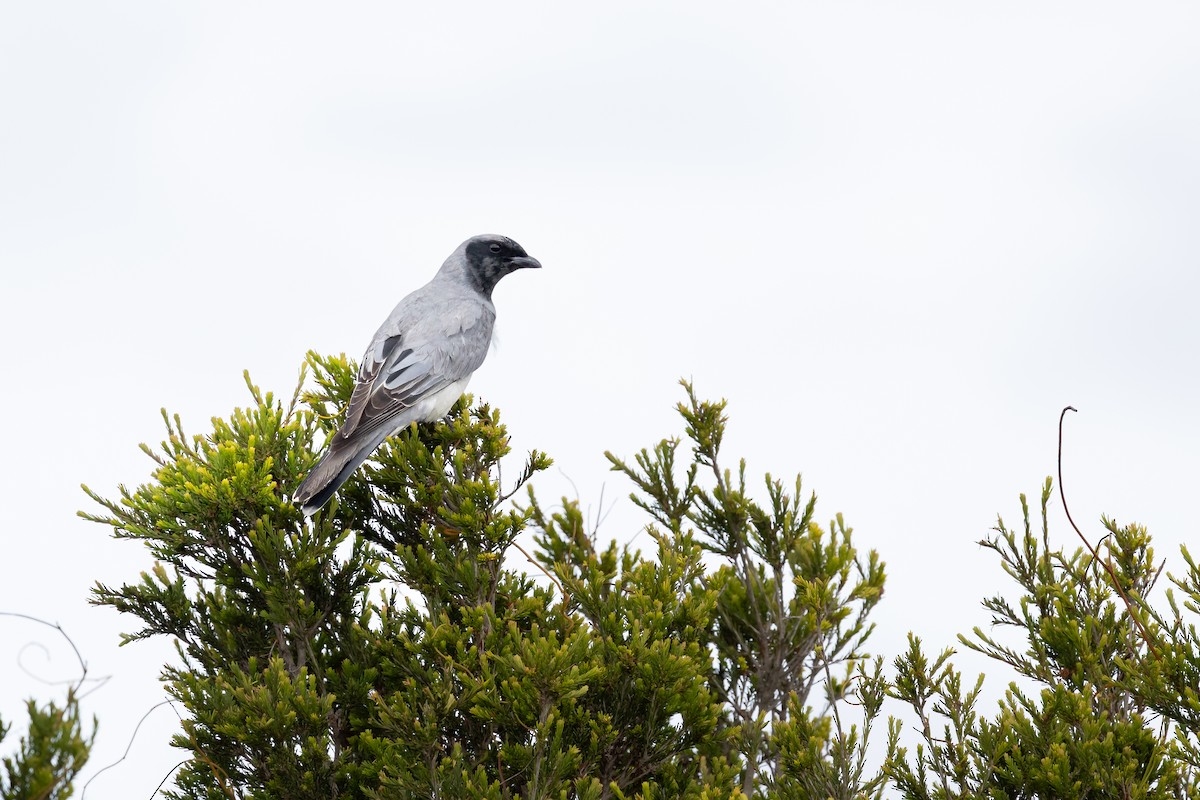 Black-faced Cuckooshrike - Nathan Bartlett