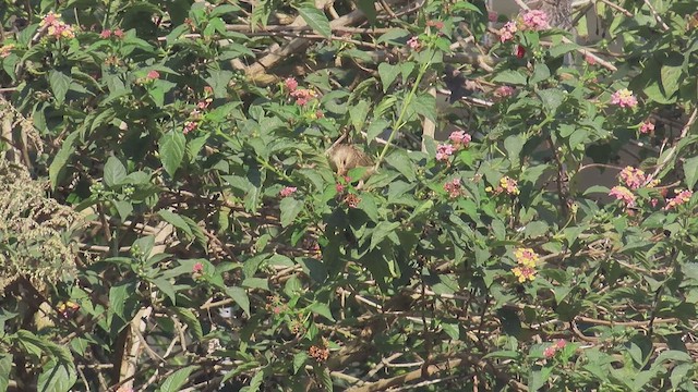 Baya Weaver - ML611824561