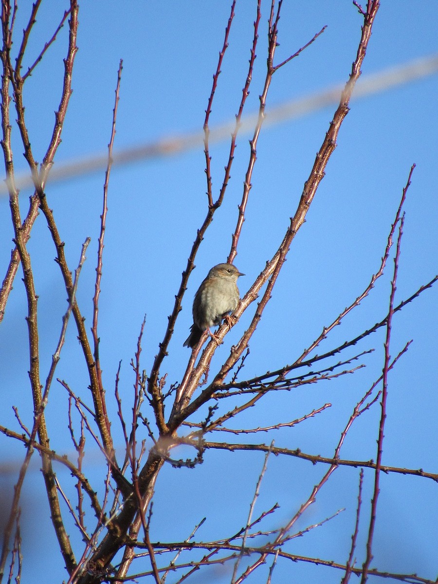 Dunnock - ML611824680