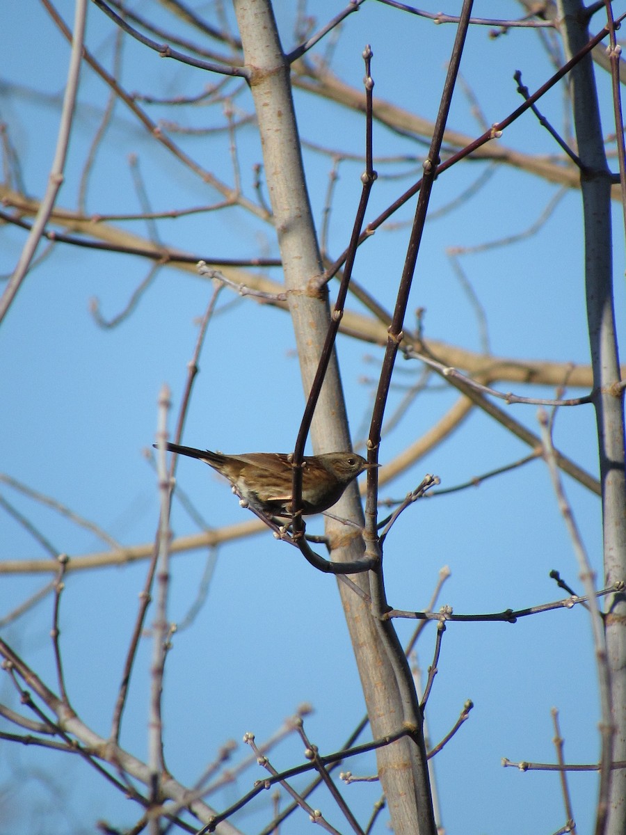 Dunnock - ML611824681