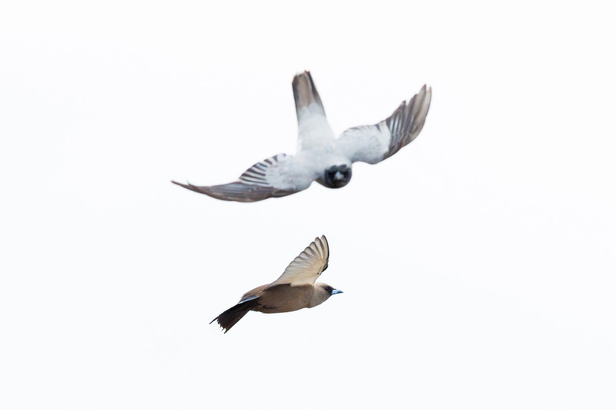 Dusky Woodswallow - Nathan Bartlett