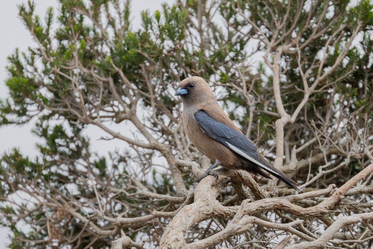 Dusky Woodswallow - Nathan Bartlett