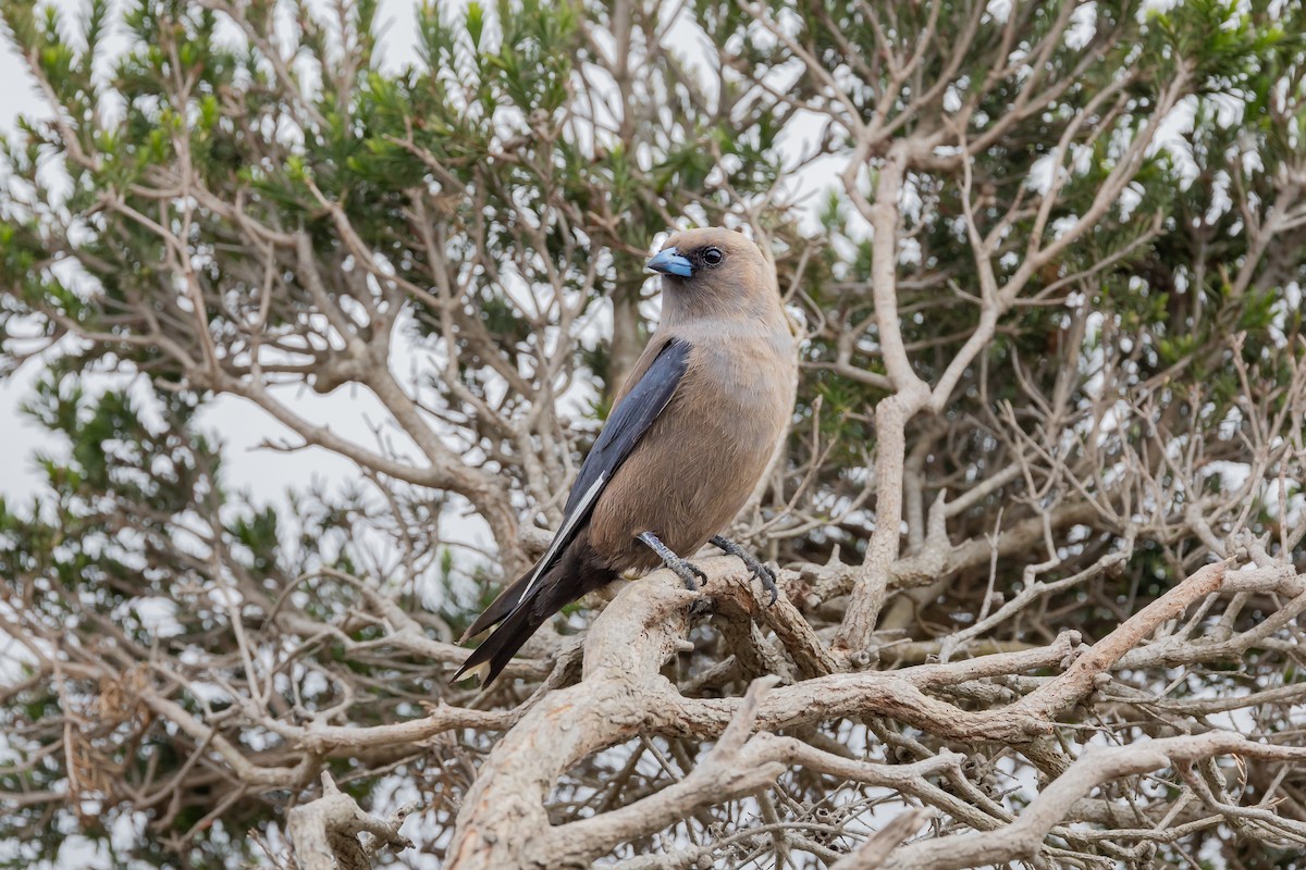 Dusky Woodswallow - ML611824702