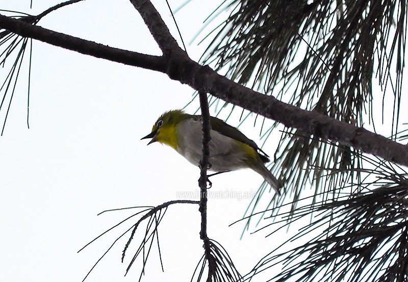 Ashy-bellied White-eye - ML611824712