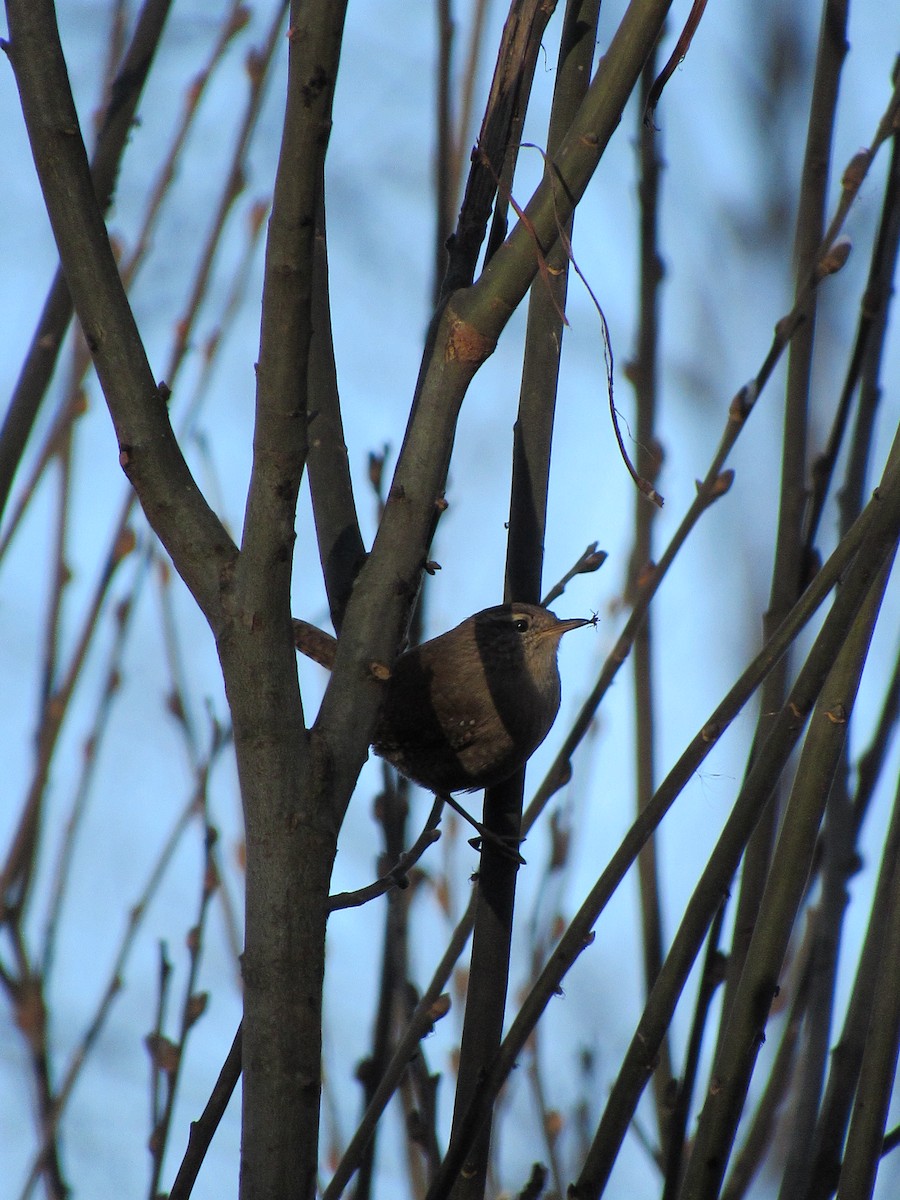 Eurasian Wren - ML611824723