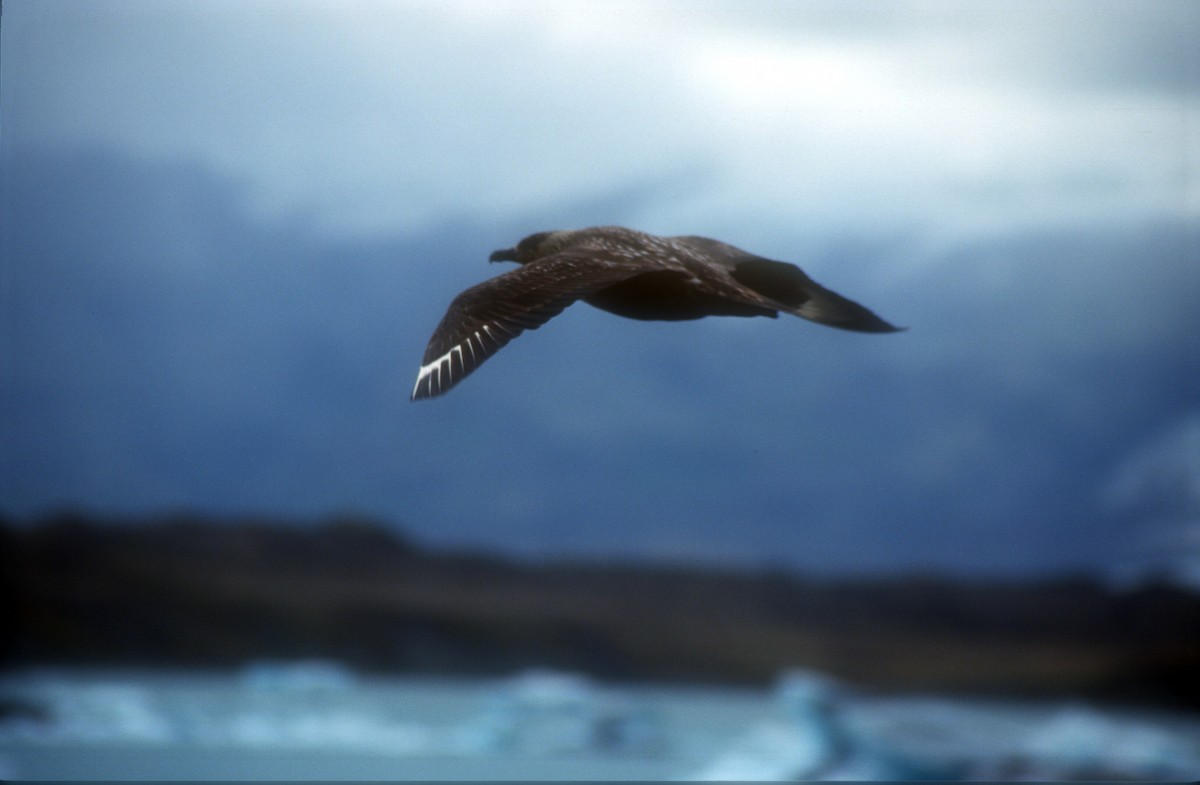 Great Skua - Guy RUFRAY