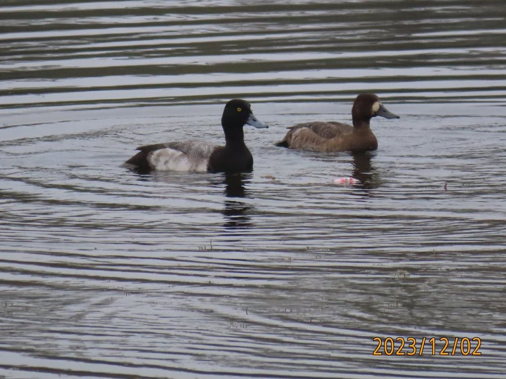 Lesser Scaup - Ken Spilios