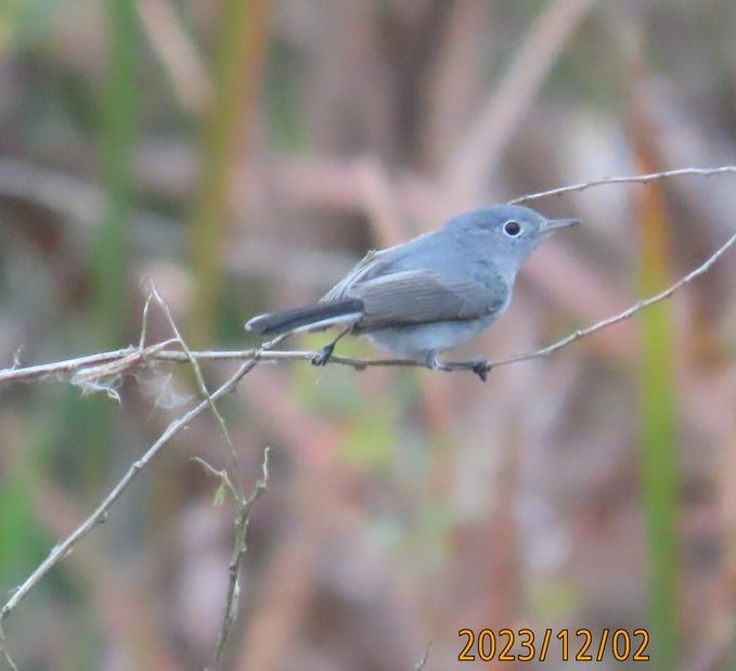 Gobemoucheron gris-bleu - ML611824785