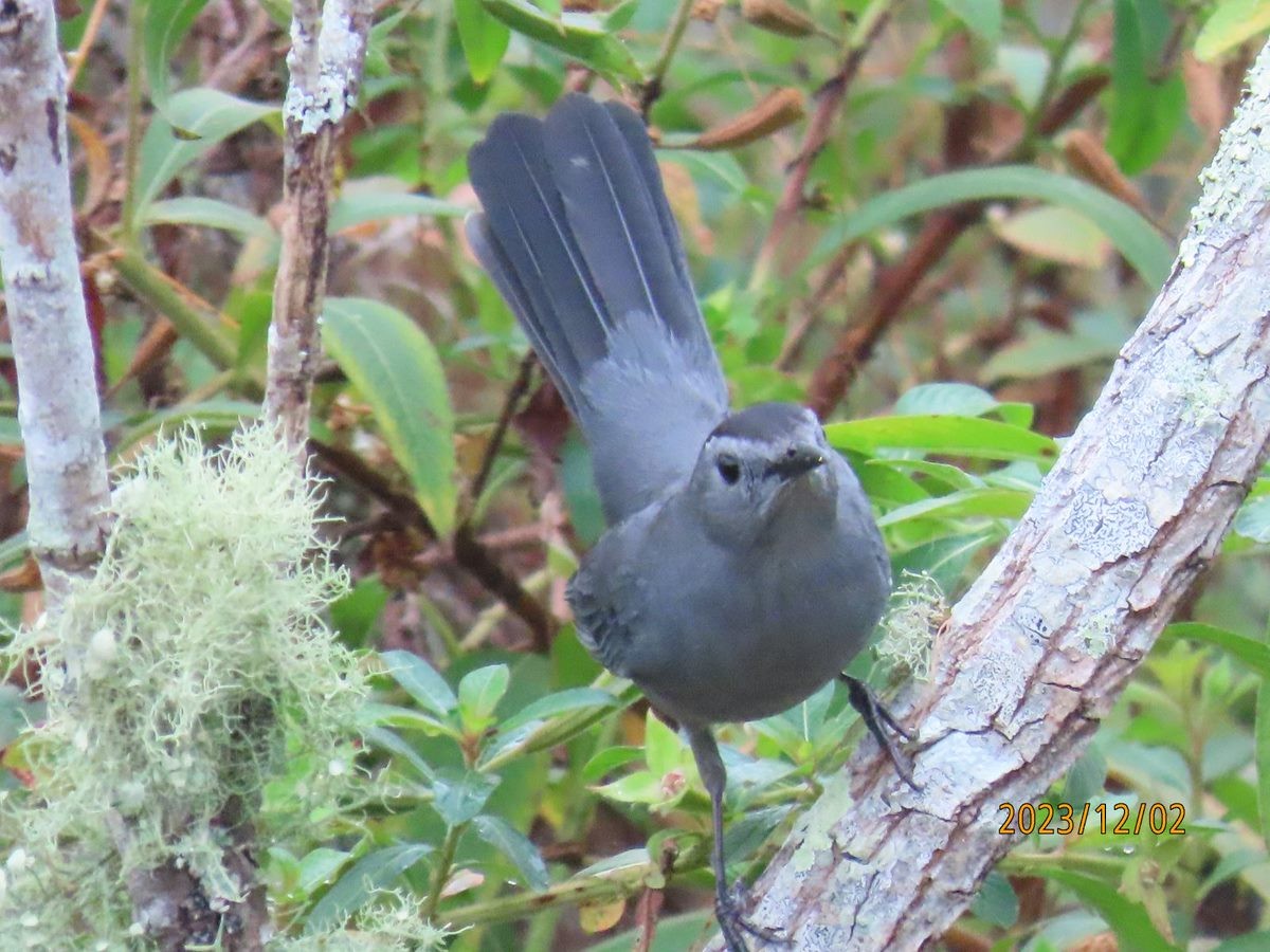 Gray Catbird - ML611824790