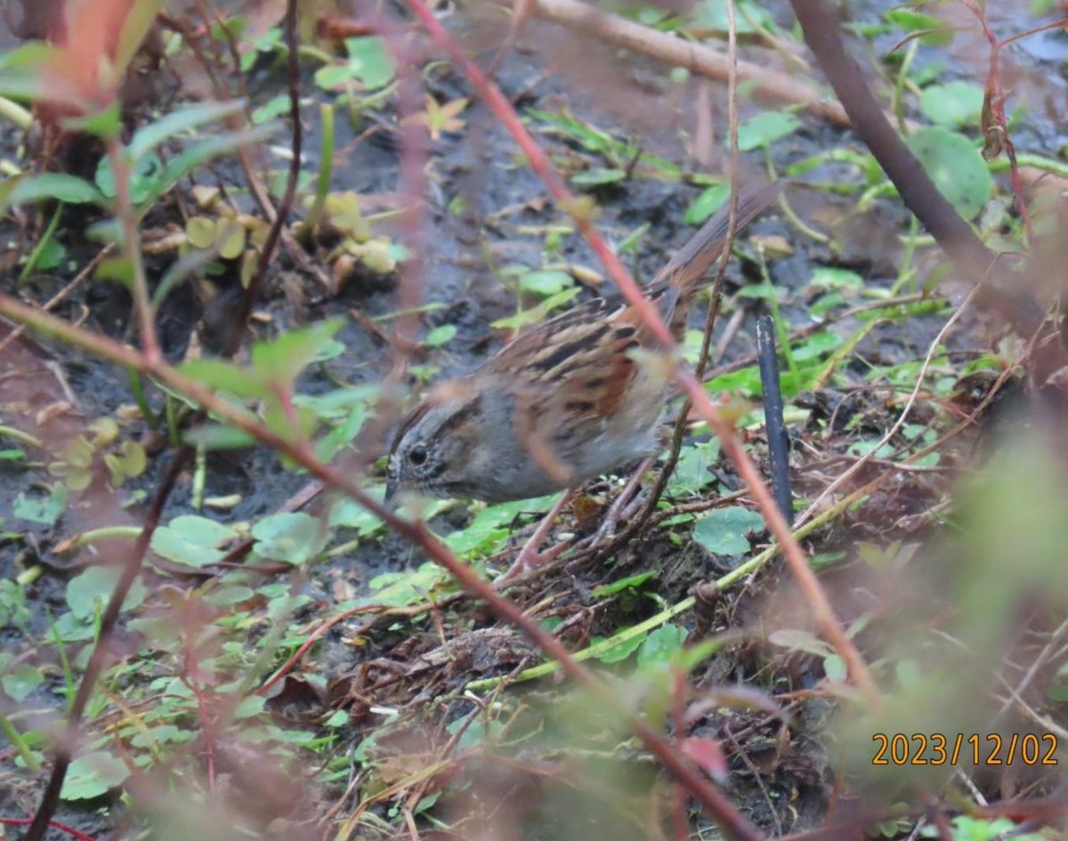 Swamp Sparrow - ML611824798