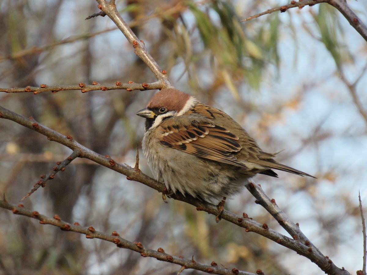 Eurasian Tree Sparrow - ML611824801