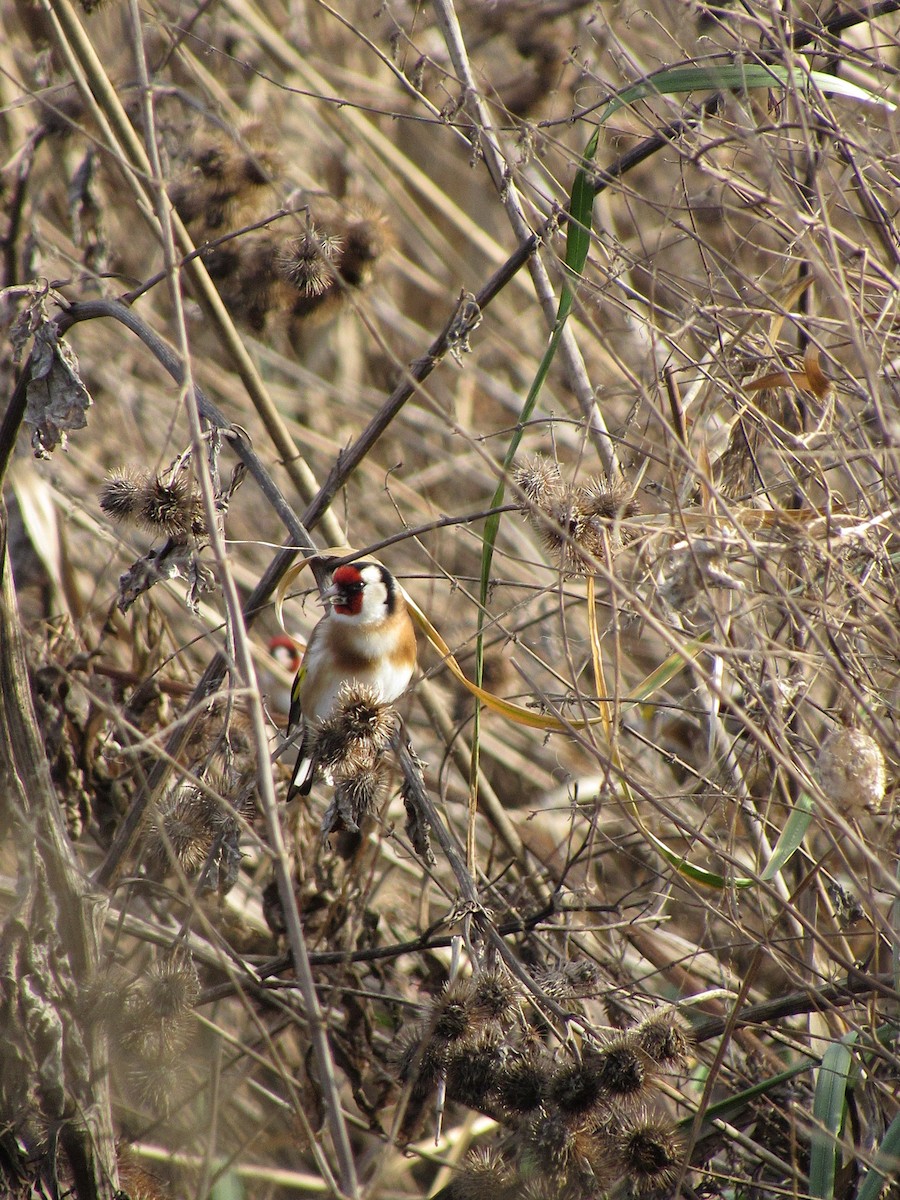 European Goldfinch - ML611824803