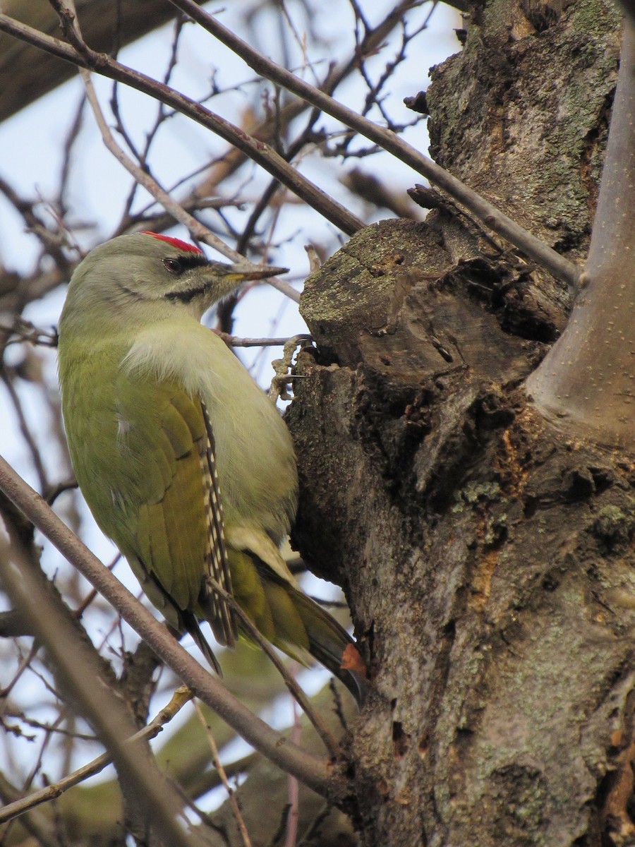 Gray-headed Woodpecker - ML611824818