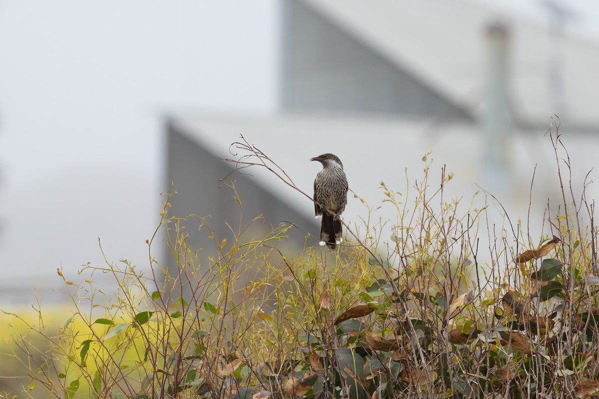 Little Wattlebird - Nathan Bartlett