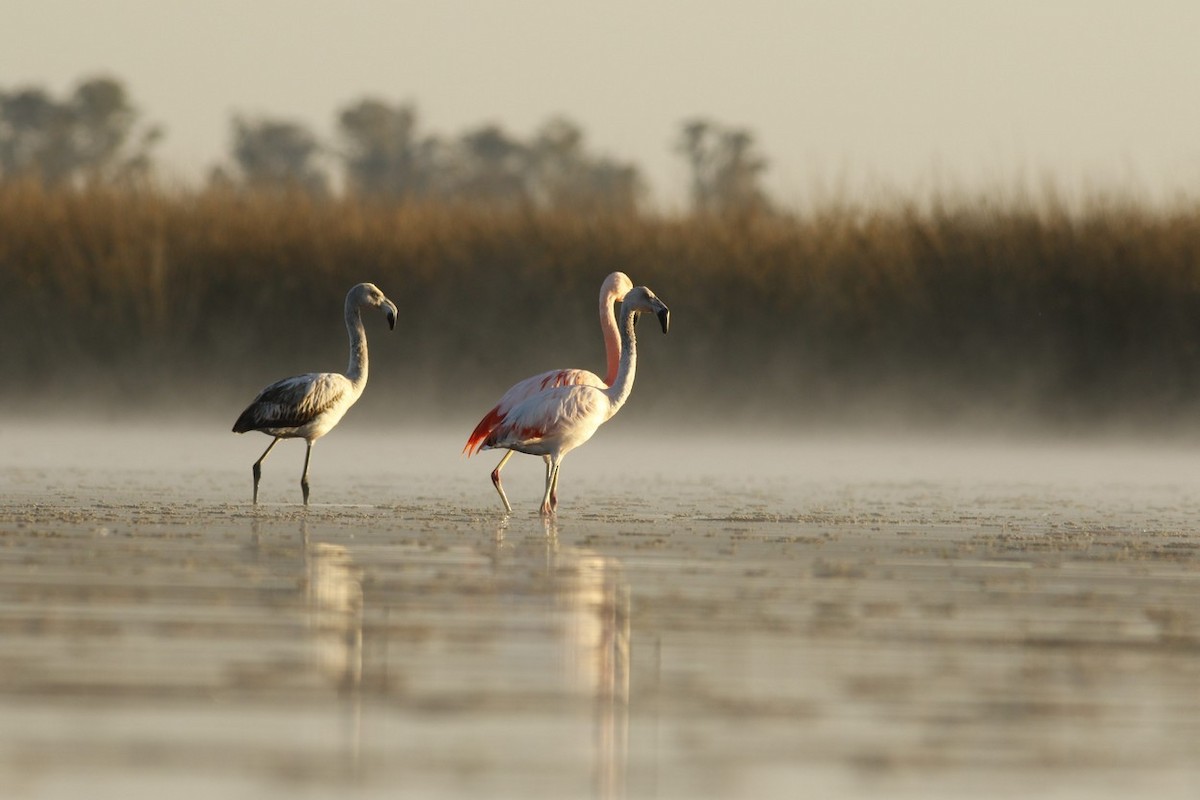 Chilean Flamingo - ML611824871