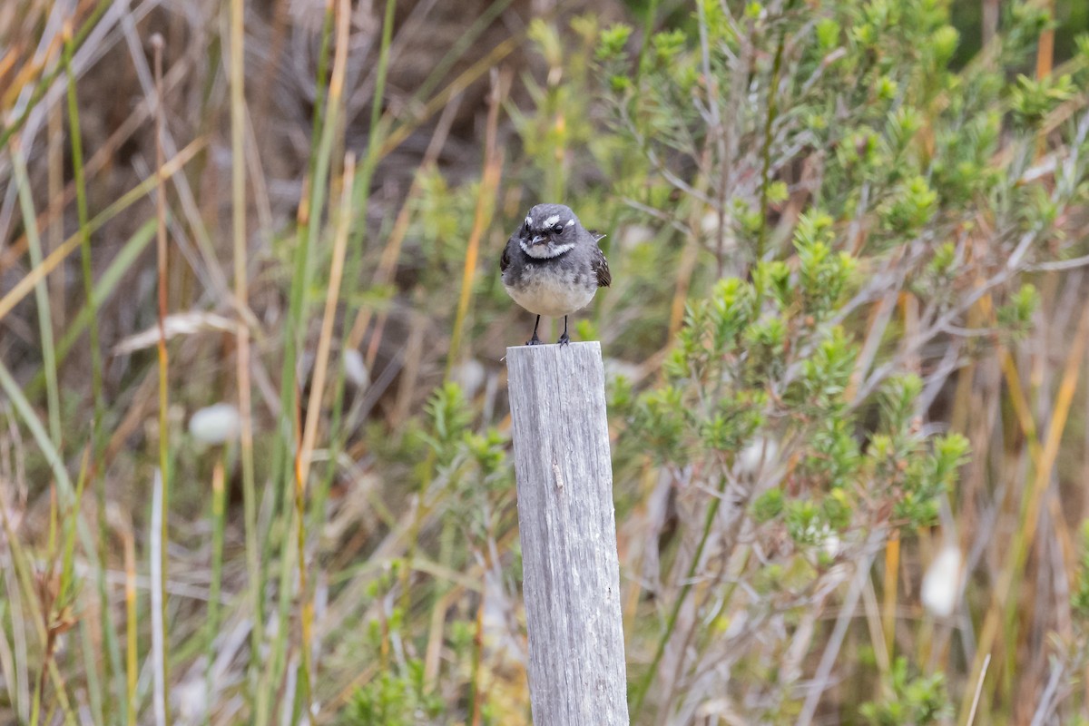 Gray Fantail - Nathan Bartlett