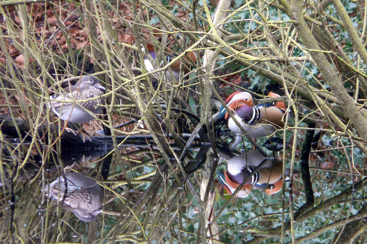 Mandarin Duck - ML611824878