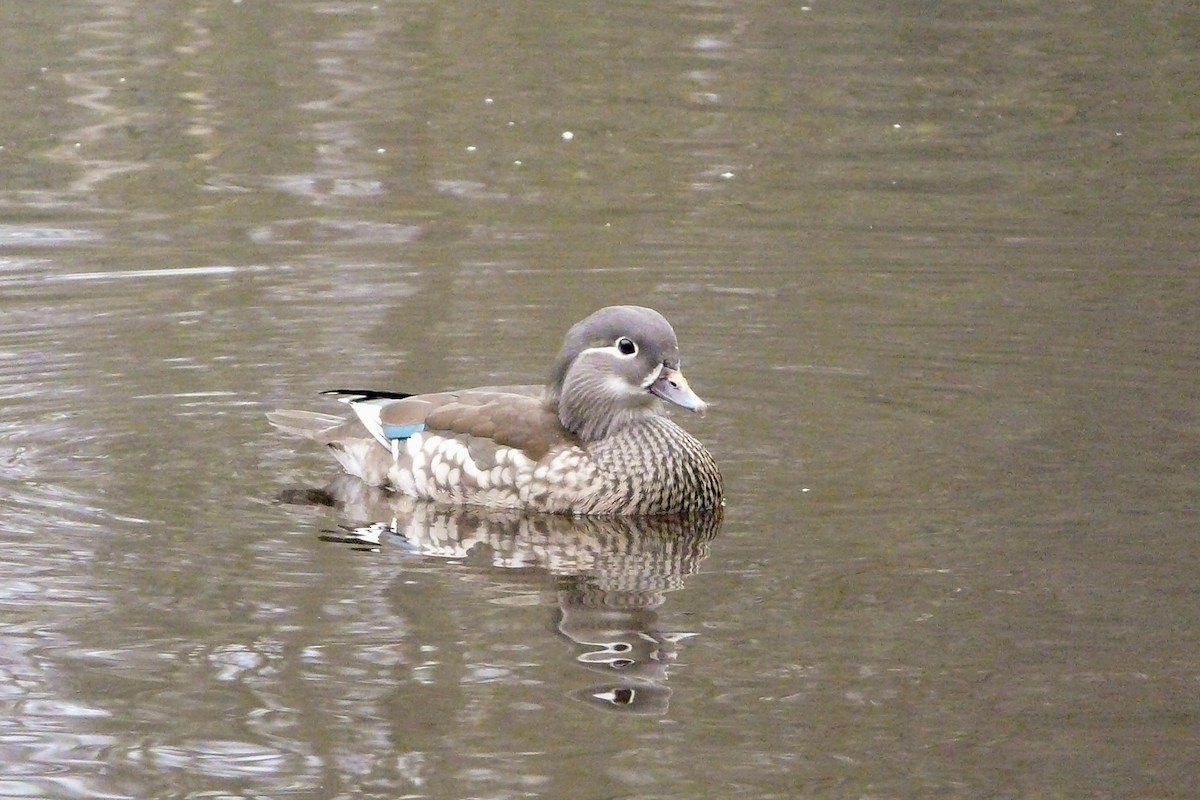 Mandarin Duck - ML611824879