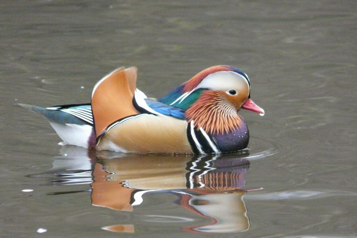 Mandarin Duck - ML611824880