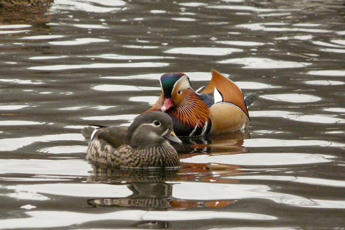 Mandarin Duck - ML611824881