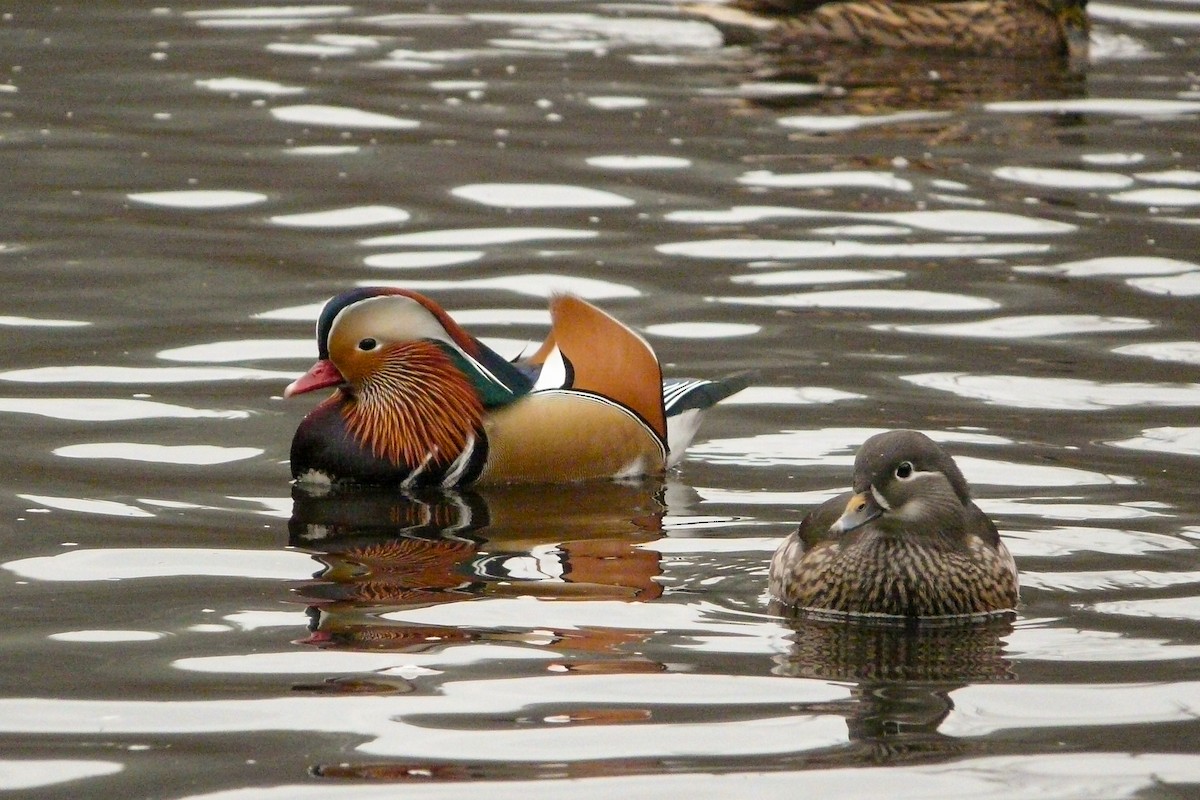 Mandarin Duck - Tommy Pedersen