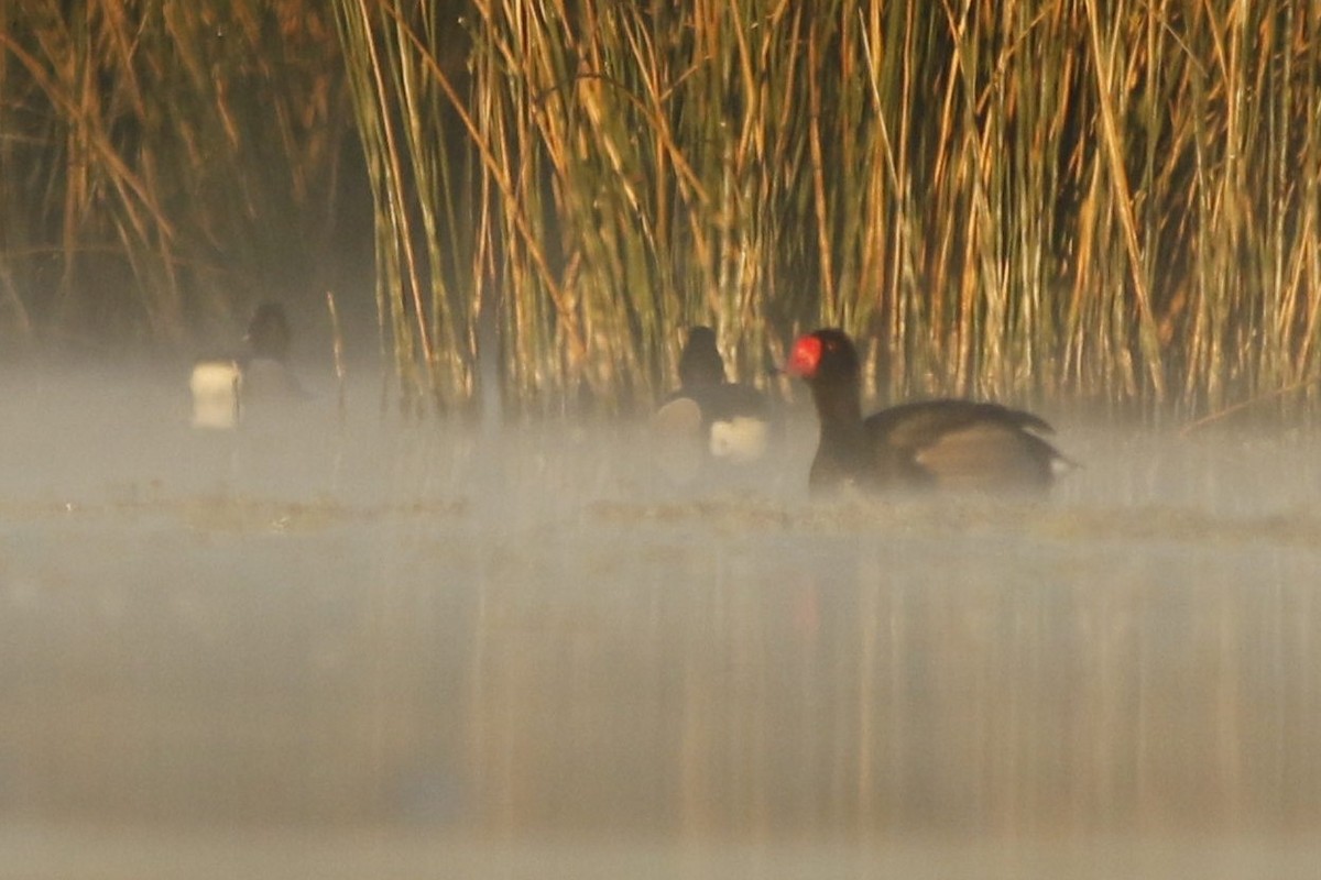 Rosy-billed Pochard - ML611824897