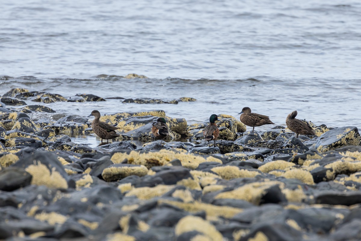 Chestnut Teal - ML611824927